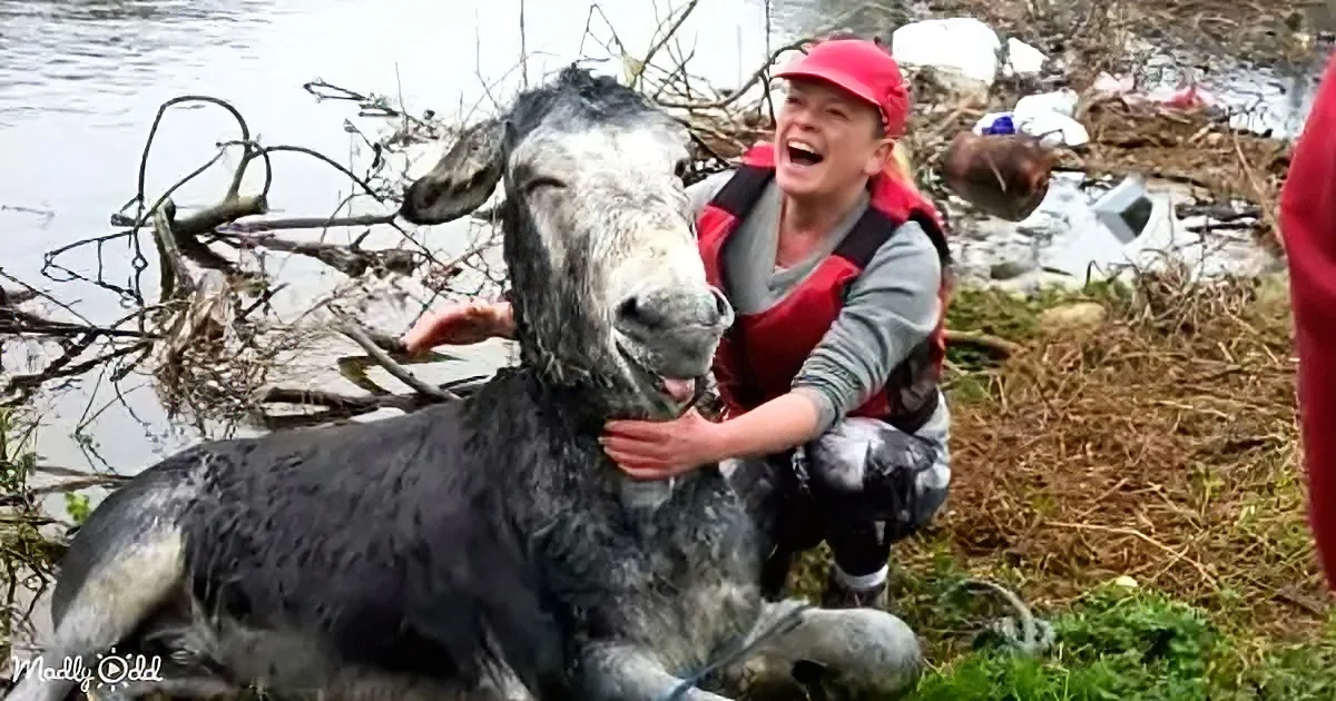 A person in a life vest pets a wet, muddy donkey near a water body.