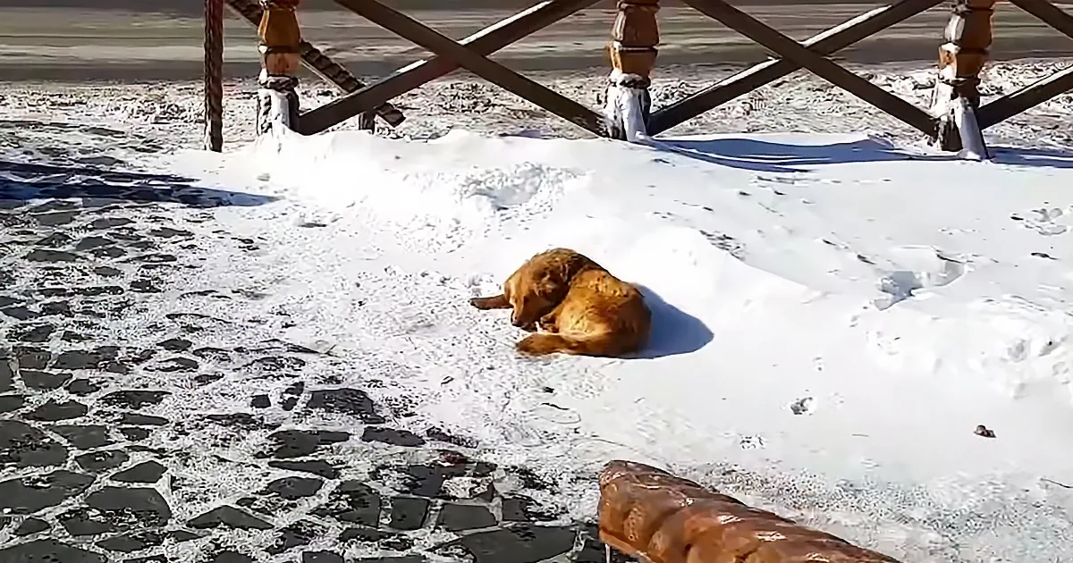 A golden dog rests in a snow-covered area near a wooden fence on a stone-paved ground.