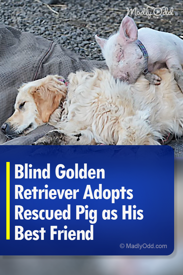 Blind Golden Retriever Adopts Rescued Pig as His Best Friend
