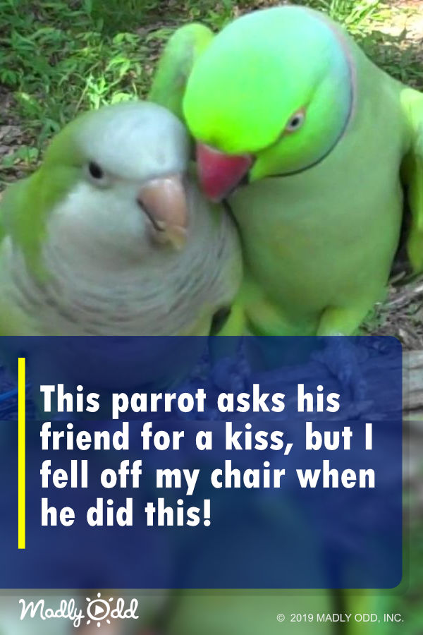 This parrot asks his friend for a kiss, but I fell off my chair when he did this!