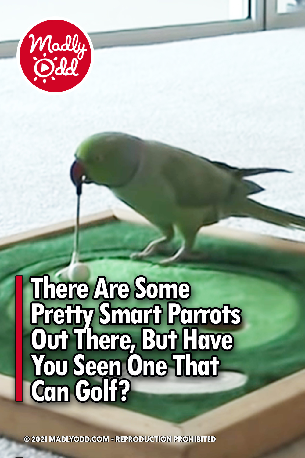 There Are Some Pretty Smart Parrots Out There, But Have You Seen One That Can Golf?