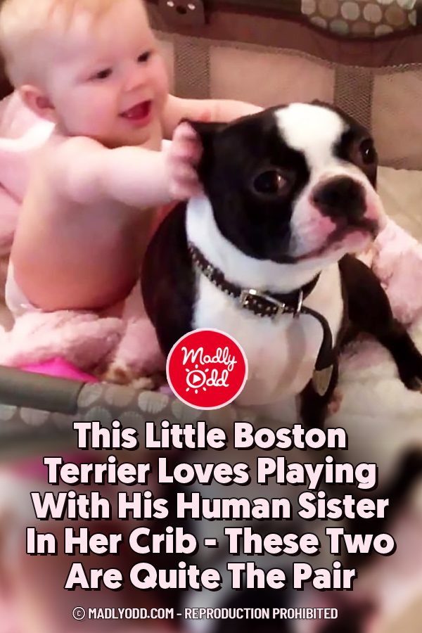 This Little Boston Terrier Loves Playing With His Human Sister In Her Crib - These Two Are Quite The Pair