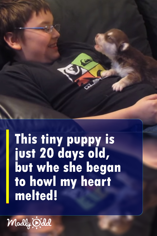 This tiny puppy is just 20 days old, but when she began to howl, my heart melted! Adorable!