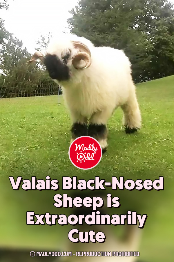 Valais Black-Nosed Sheep is Extraordinarily Cute