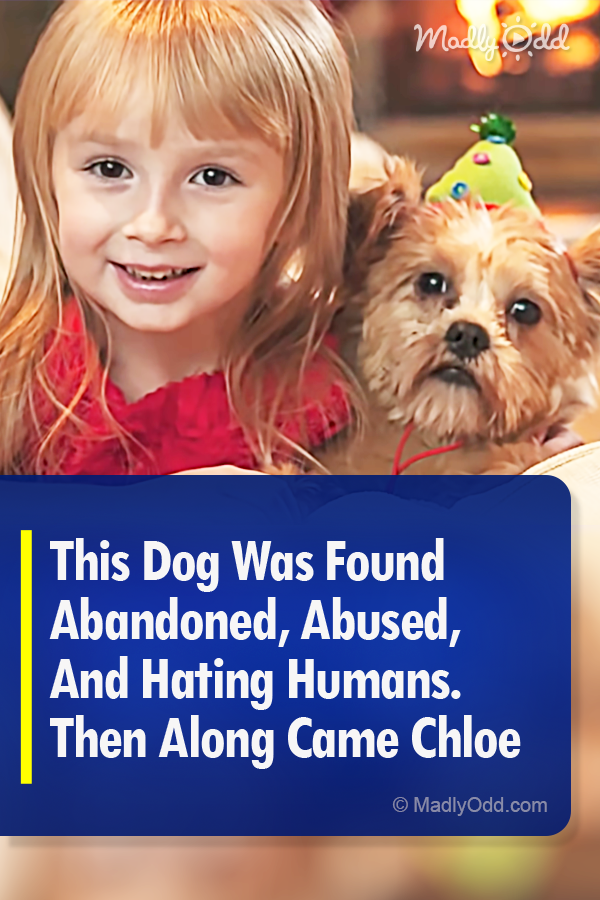 This Dog Was Found Abandoned, Abused, And Hating Humans. Then Along Came Chloe