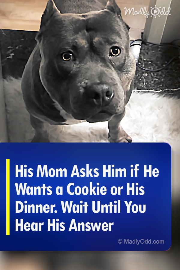 His Mom Asks Him if He Wants a Cookie or His Dinner. Wait Until You Hear His Answer