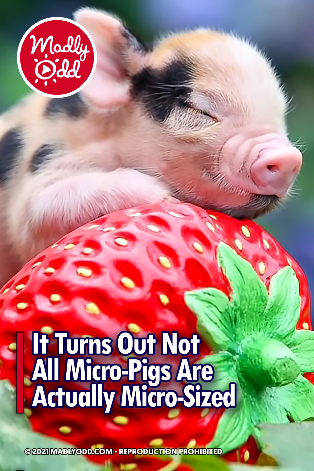 It Turns Out Not All Micro-Pigs Are Actually Micro-Sized