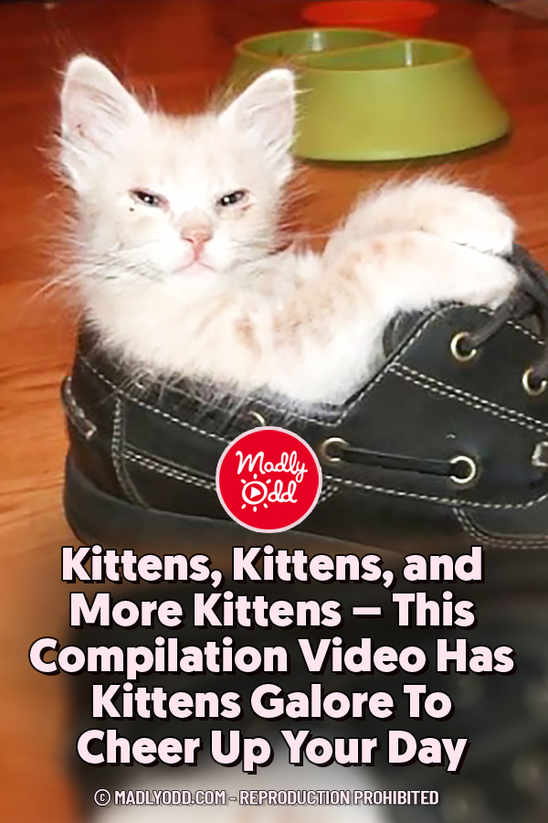 Kittens, Kittens, and More Kittens – This Compilation Video Has Kittens Galore To Cheer Up Your Day
