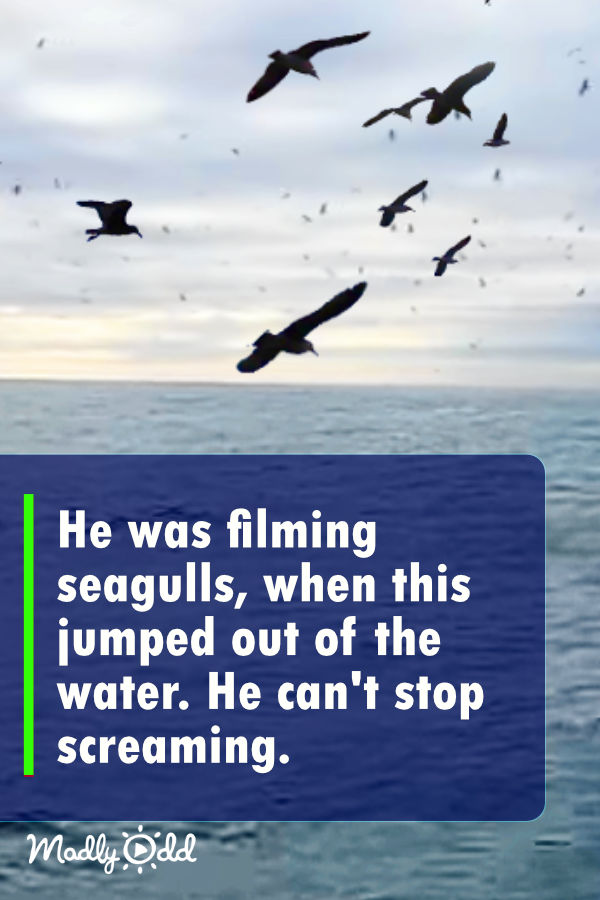 He was filming seagulls, when this leaps out of the water? He can’t stop screaming… OMG!