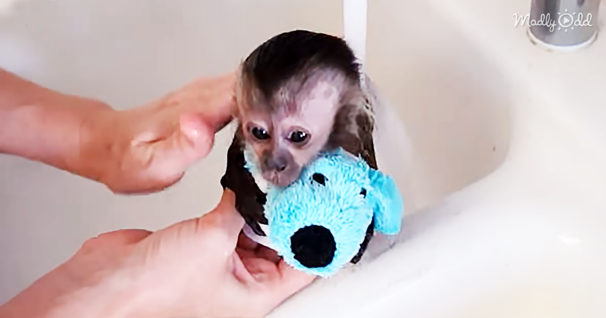 3347-OG3-This-Baby-Monkey-Loves-Her-Bath—as-Long-as-She-Can-Have-Her-Toy