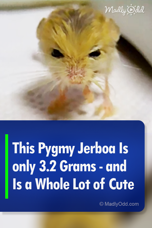 This Pygmy Jerboa Is only 3.2 Grams - and Is a Whole Lot of Cute