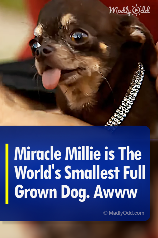 Miracle Millie is The World\'s Smallest Full Grown Dog. Awww