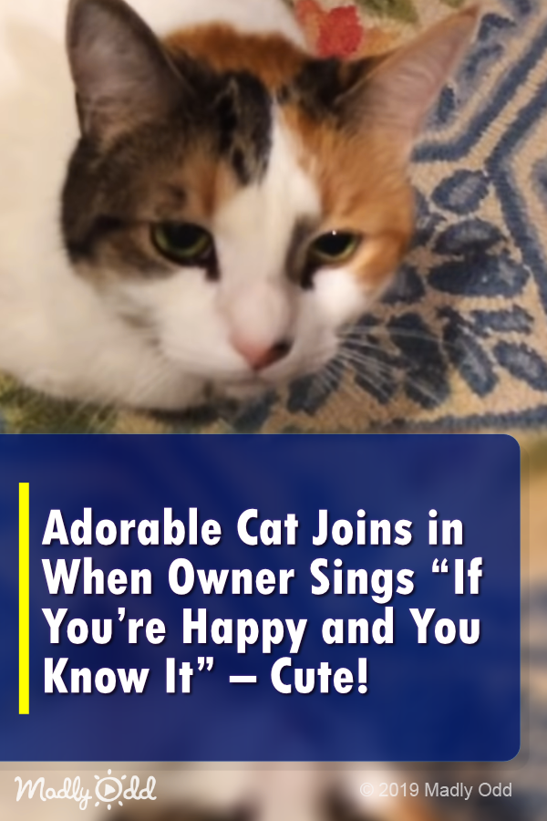 Adorable Cat Joins in When Owner Sings \'If You’re Happy and You Know It\'