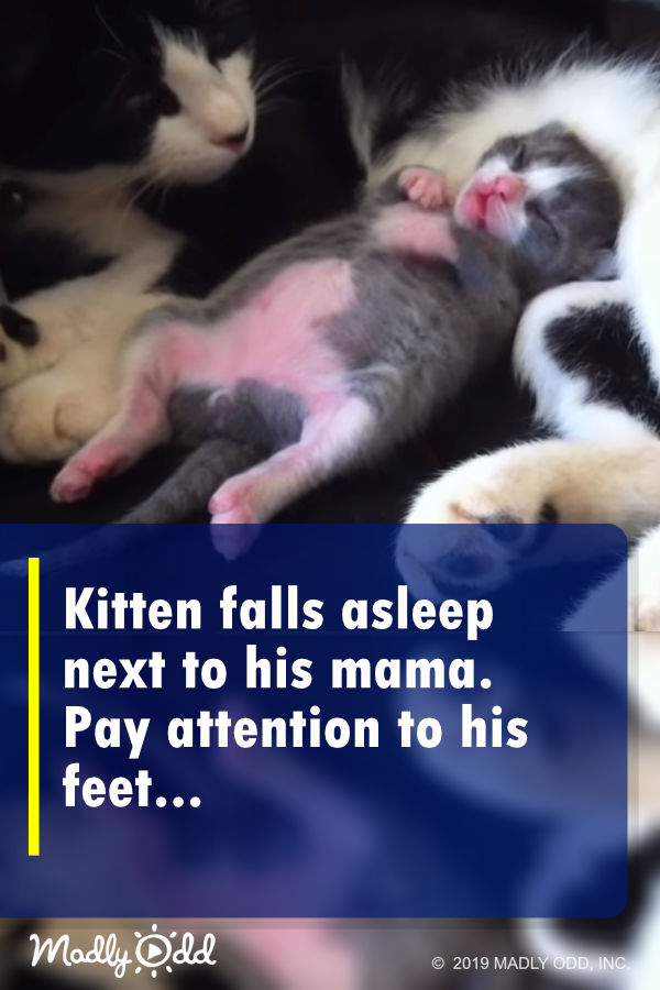 Kitten falls asleep next to his mama. Pay attention to his feet...