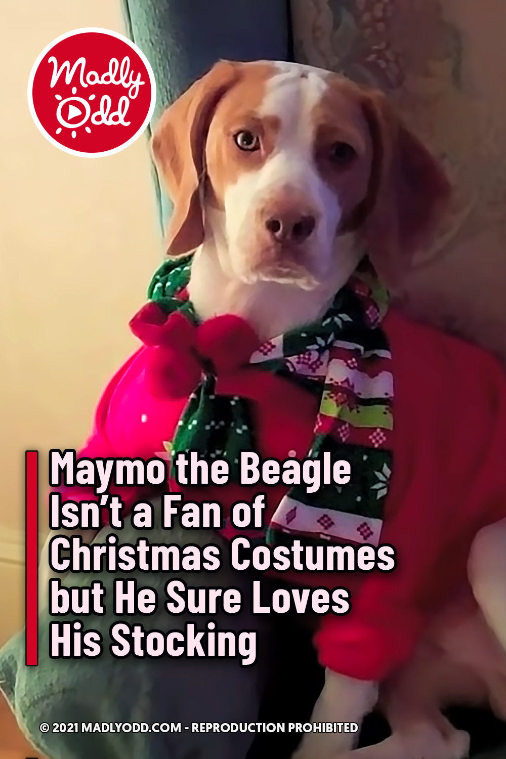 Maymo the Beagle Isn\'t a Fan of Christmas Costumes but He Sure Loves His Stocking