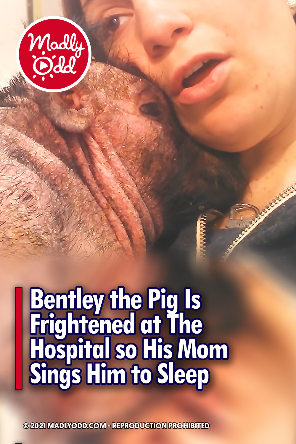 Bentley the Pig Is Frightened at The Hospital so His Mom Sings Him to Sleep