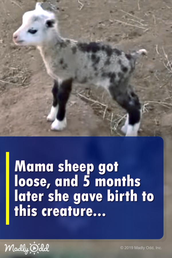 Mama sheep got loose, and five months later she gave birth to this creature