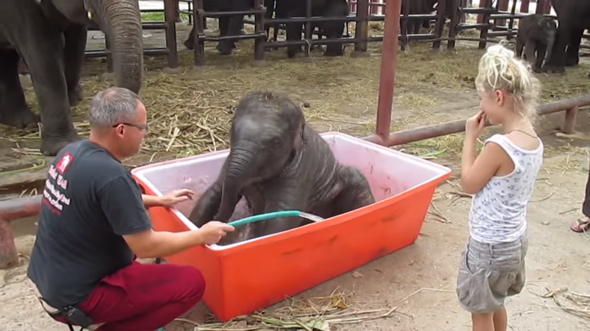 Baby Elephant dives into bath tub