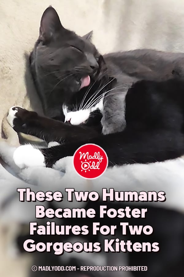 These Two Humans Became Foster Failures For Two Gorgeous Kittens