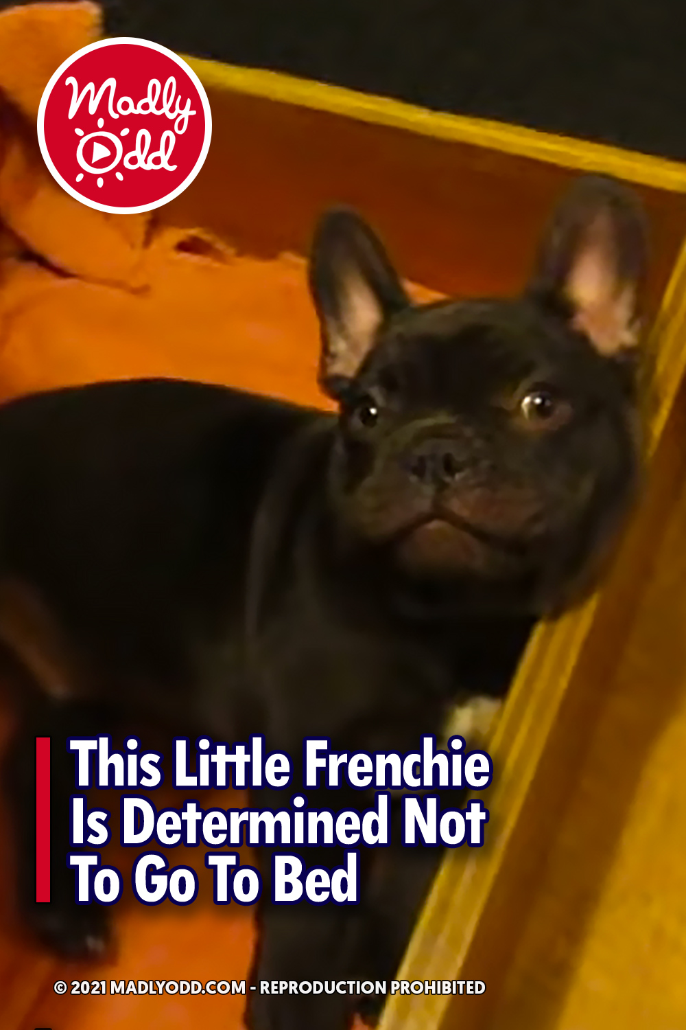 This Little Frenchie Is Determined Not To Go To Bed