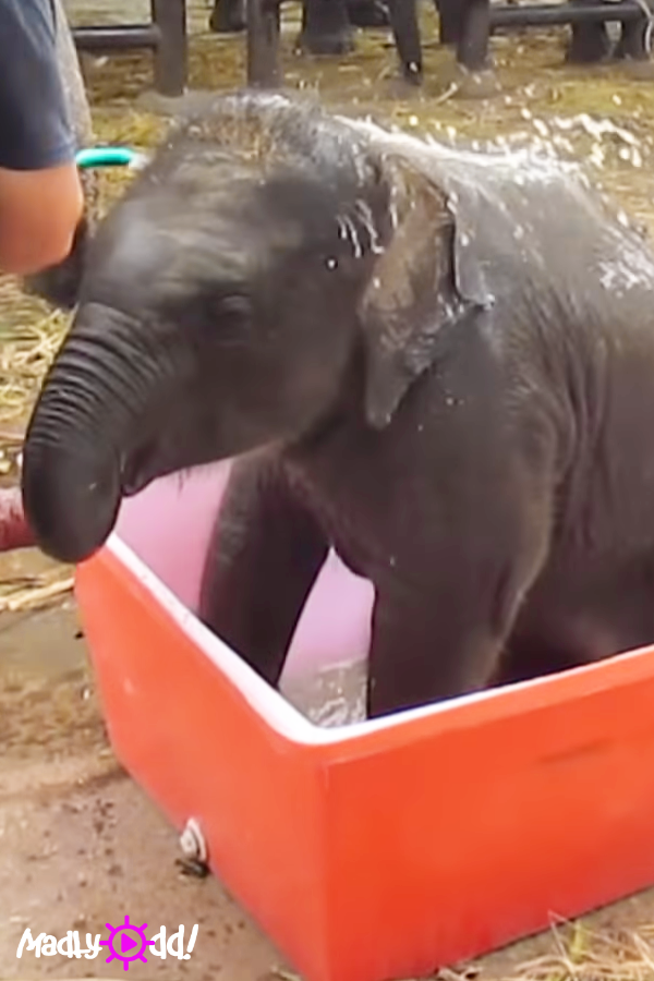 Baby Elephant Clumsily “Dives” in for Bath Time and Has Everyone Around Him Bursting With Laughter