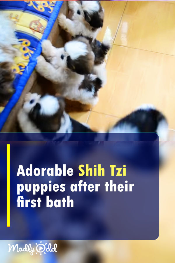 Adorable Shih Tzu puppies after their first bath
