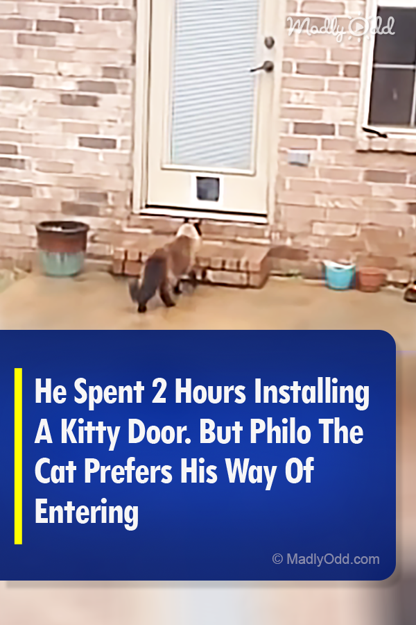 He Spent 2 Hours Installing A Kitty Door. But Philo The Cat Prefers His Way Of Entering