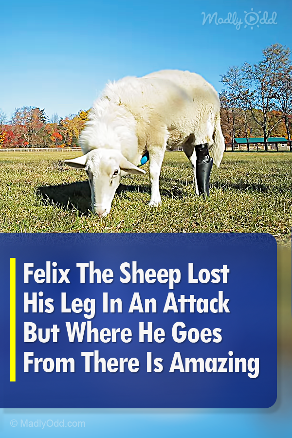 Felix The Sheep Lost His Leg In An Attack But Where He Goes From There Is Amazing