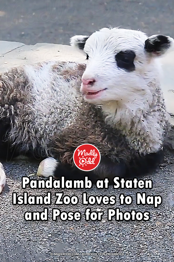 Pandalamb at Staten Island Zoo Loves to Nap and Pose for Photos