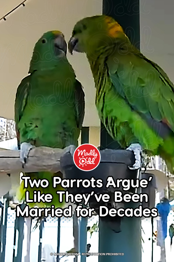 Two Parrots \'Argue\' Like They\'ve Been Married for Decades
