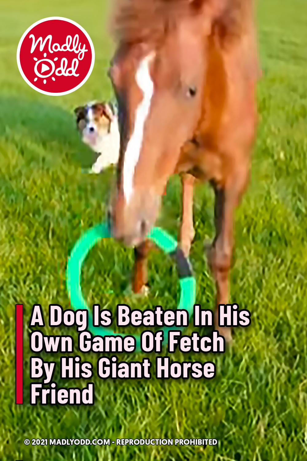 A Dog Is Beaten In His Own Game Of Fetch By His Giant Horse Friend