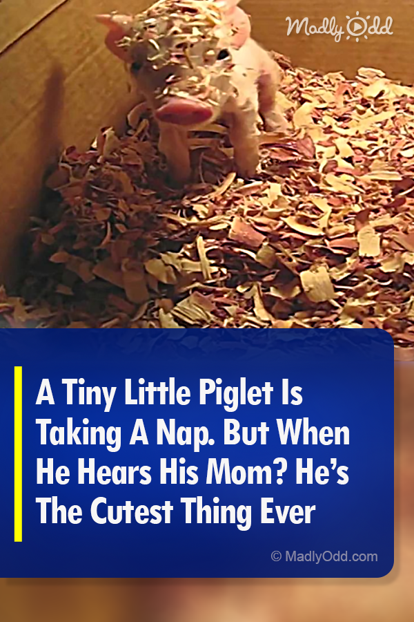 A Tiny Little Piglet Is Taking A Nap. But When He Hears His Mom? He’s The Cutest Thing Ever