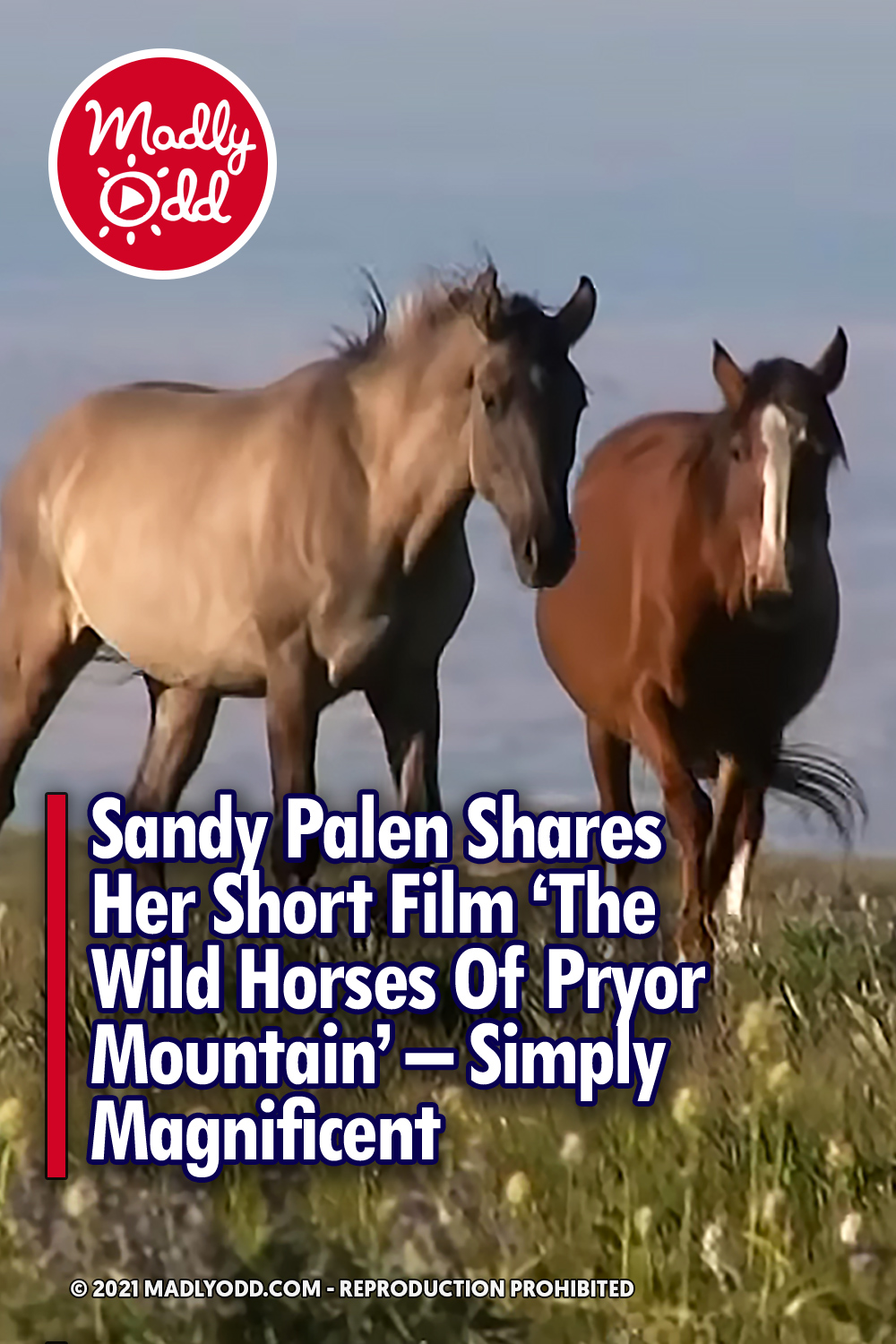 Sandy Palen Shares Her Short Film \'The Wild Horses Of Pryor Mountain\' – Simply Magnificent