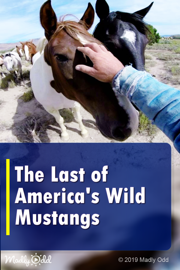 \'GoPro\' Footage Captures The Last of America\'s Wild Mustangs