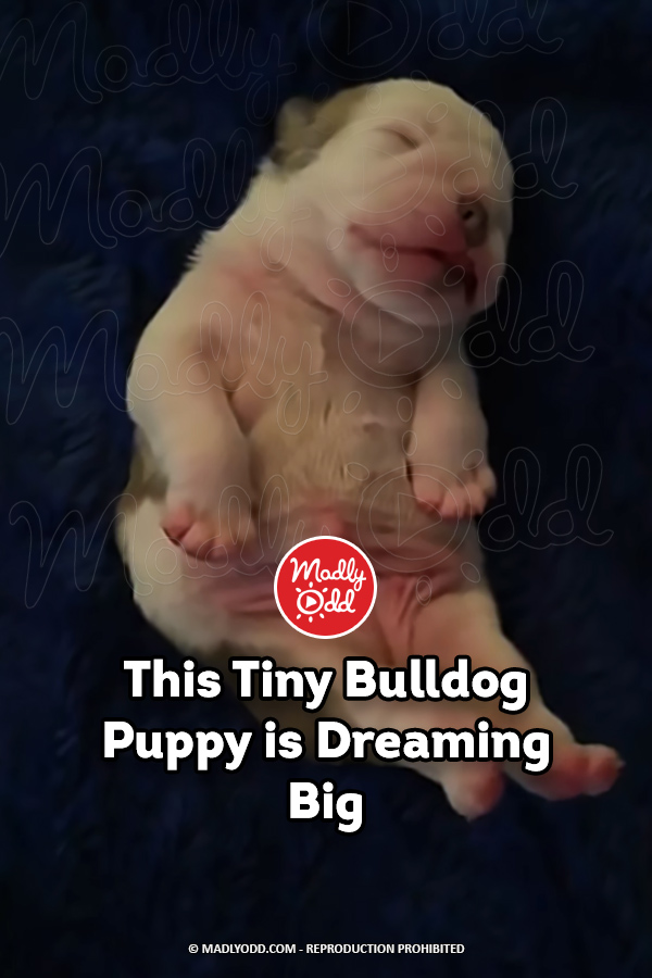 This Tiny Bulldog Puppy is Dreaming Big