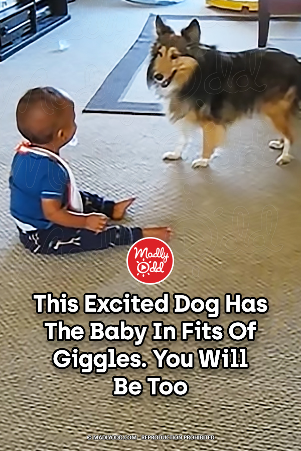 This Excited Dog Has The Baby In Fits Of Giggles. You Will Be Too