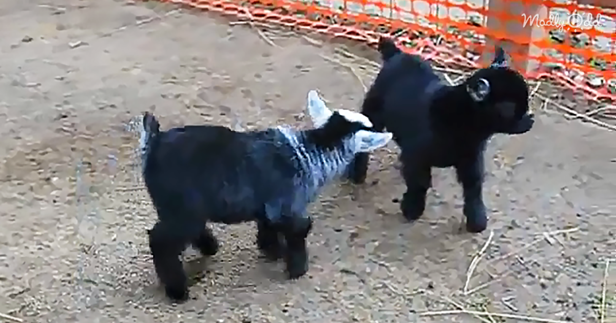 24173-OG1-At-8-Days-Old,-These-Pygmy-Goats-Have-Some-Serious-Happy-Dance-Skills