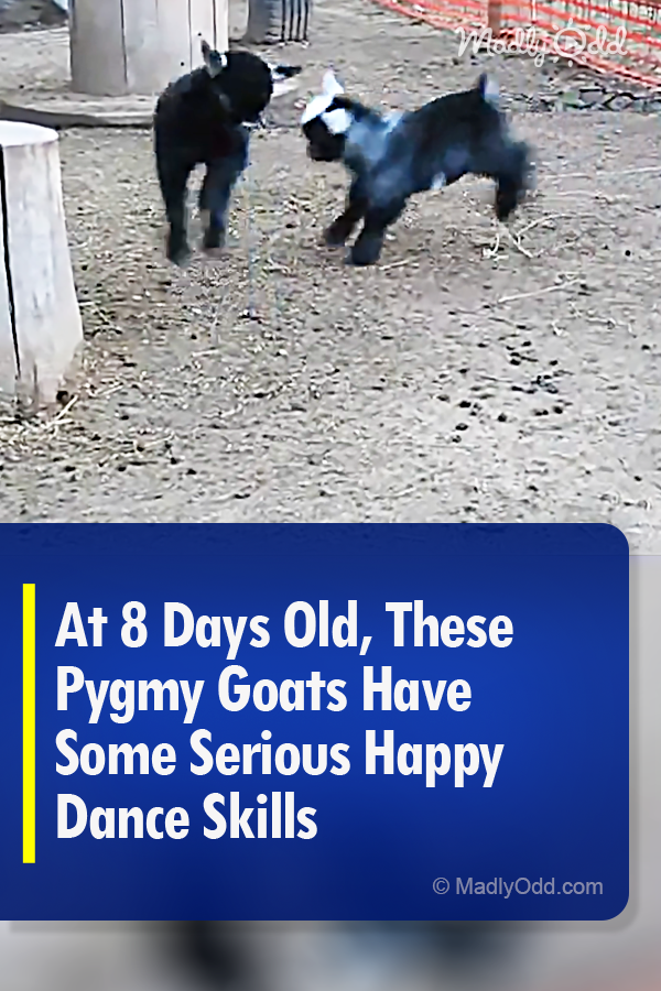 At 8 Days Old, These Pygmy Goats Have Some Serious Happy Dance Skills