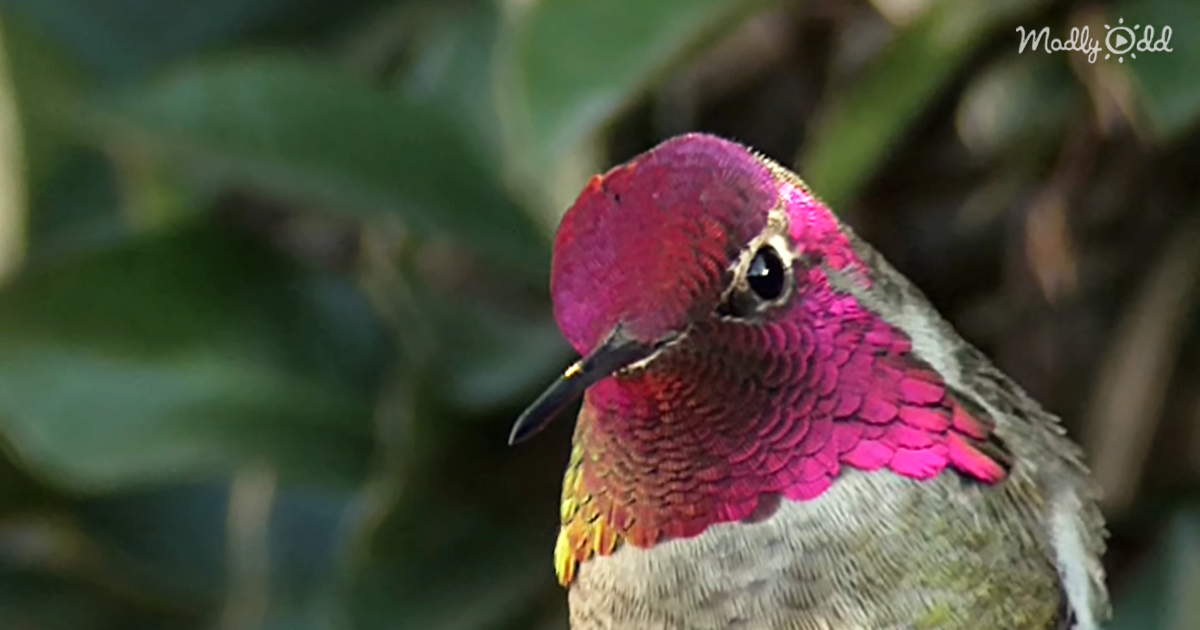 43075-OG1-Humming-Bird-Turns-Her-Head-and-I-Have-Never-Seen-Anything-Like-It