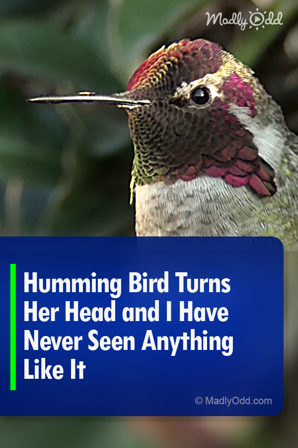 Humming Bird Turns Her Head and I Have Never Seen Anything Like It