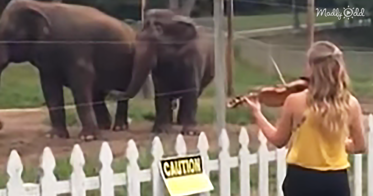 8620-OG1-She-Wanted-to-Practice-Violin-Before-the-Show.-Watch-the-Elephants-Show-Their-Delight-at-Her-Playing