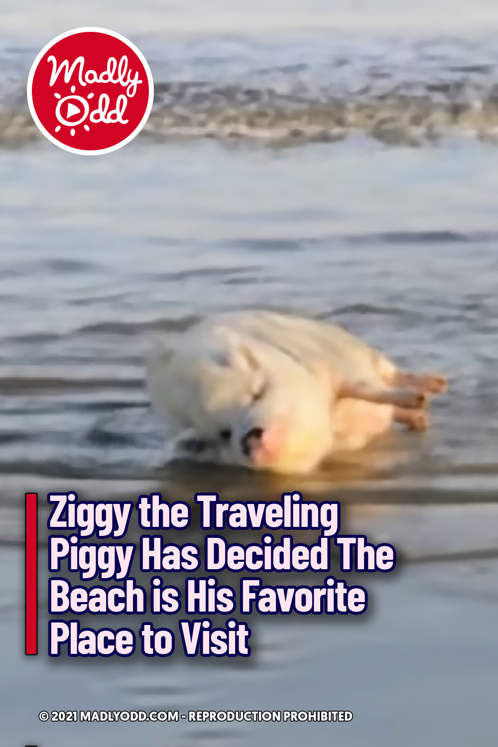 Ziggy the Traveling Piggy Has Decided The Beach is His Favorite Place to Visit