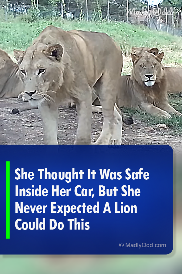 She Thought It Was Safe Inside Her Car, But She Never Expected A Lion Could Do This
