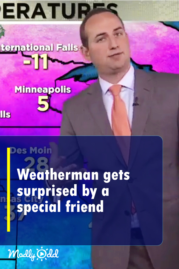 Weatherman Gets Surprised By A Special Friend
