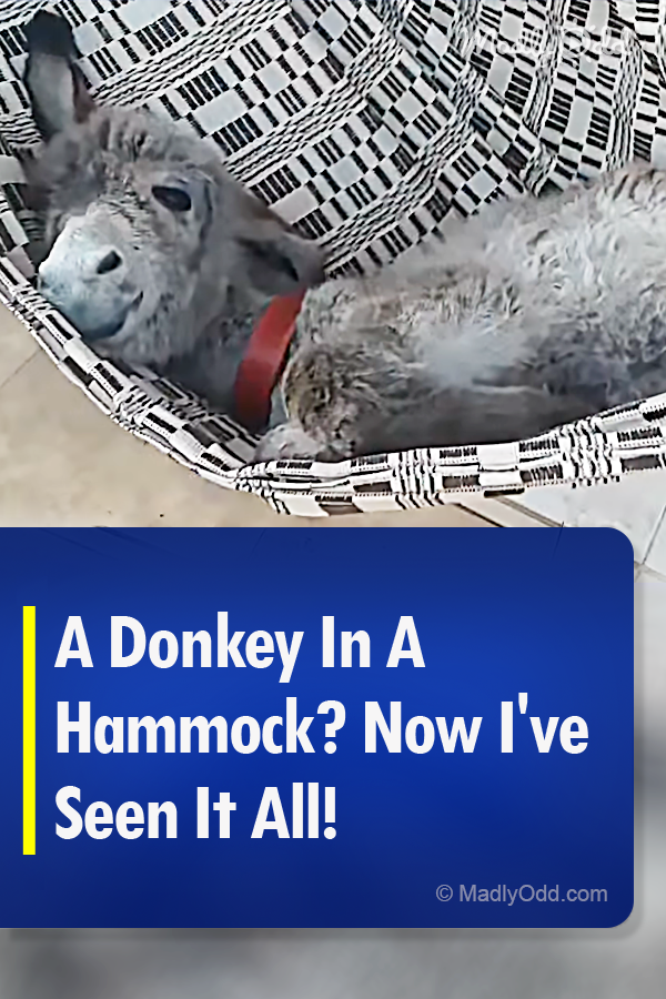 A Donkey In A Hammock? Now I\'ve Seen It All!