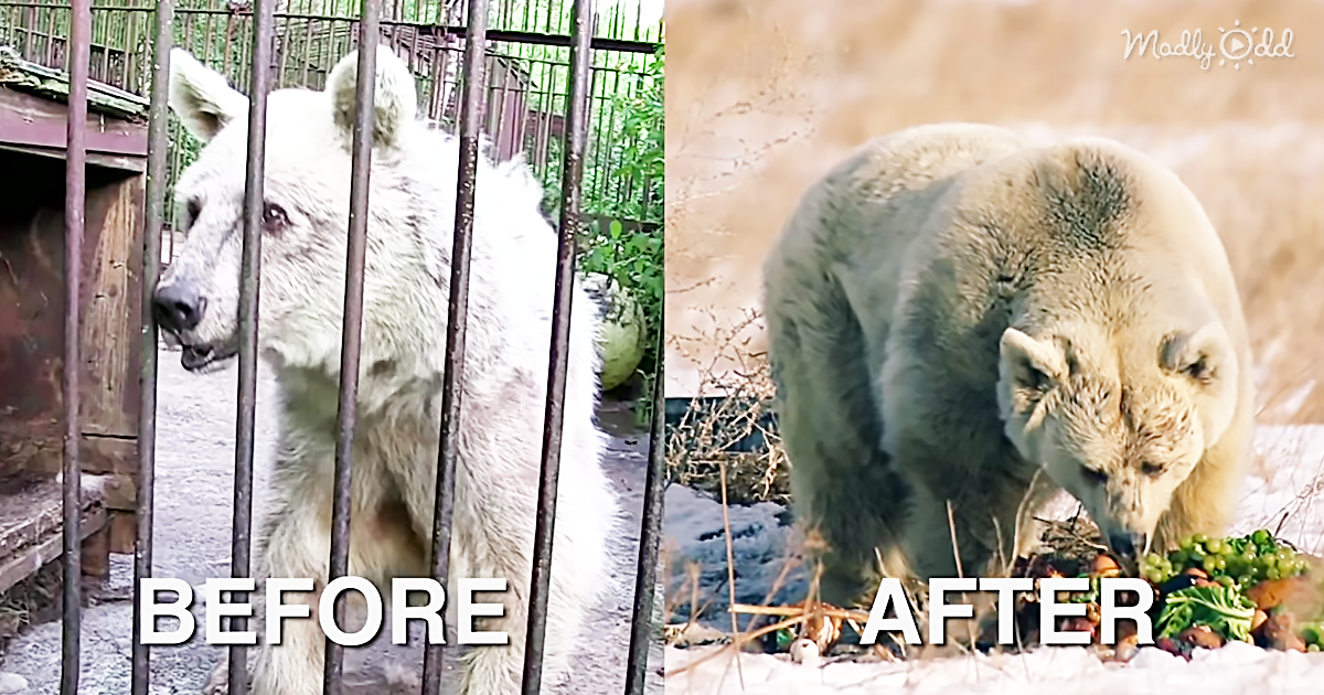 29937-OG1-Thanks-to-Peta,-This-Bear-Was-Saved-After-30-Years-in-A-Rusty-Cage