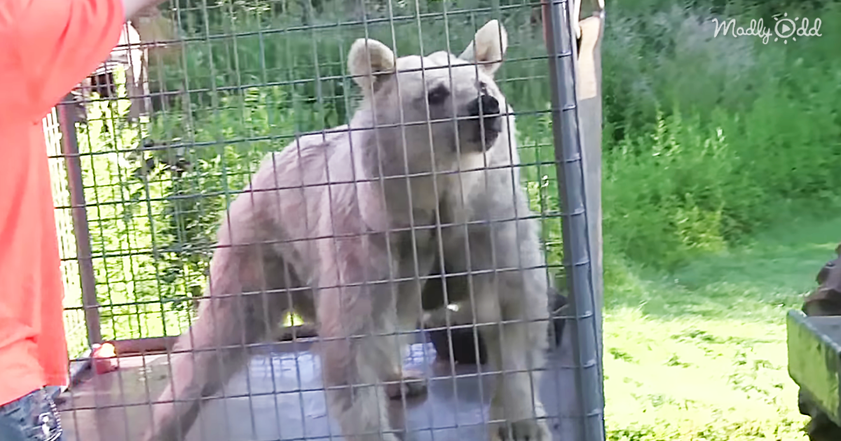 29937-OG2-Thanks-to-Peta,-This-Bear-Was-Saved-After-30-Years-in-A-Rusty-Cage
