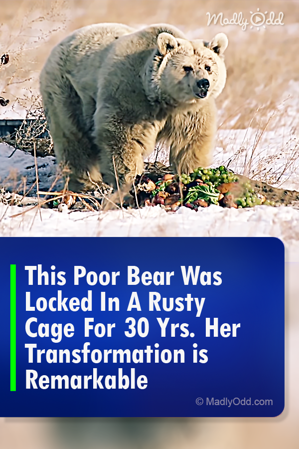 This Poor Bear Was Locked In A Rusty Cage For 30 Yrs. Her Transformation is Remarkable