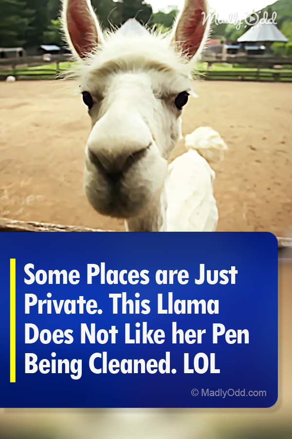 Some Places are Just Private. This Llama Does Not Like her Pen Being Cleaned. LOL