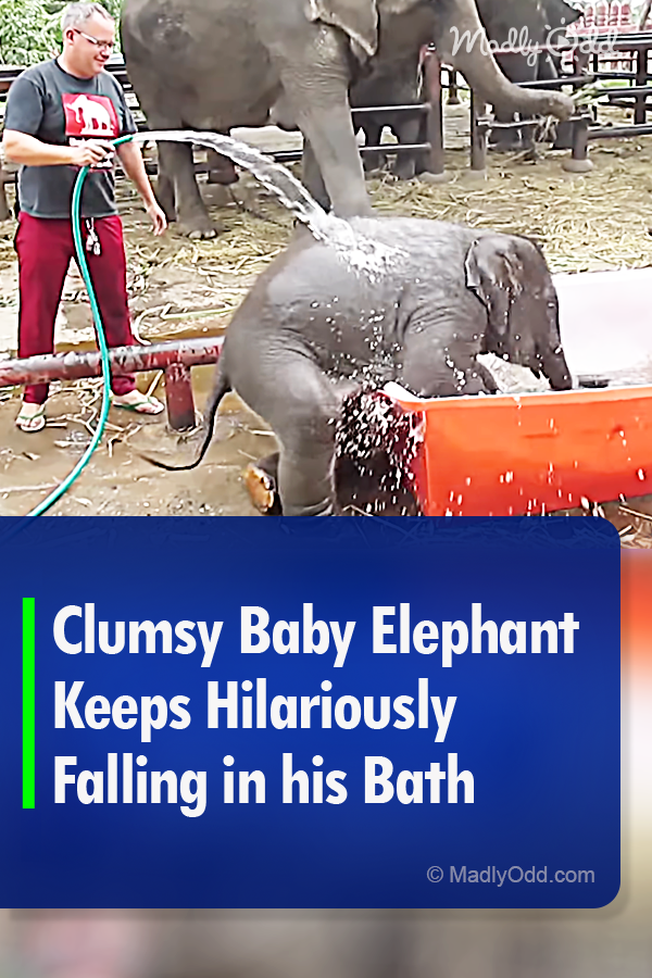 Clumsy Baby Elephant Keeps Hilariously Falling in his Bath